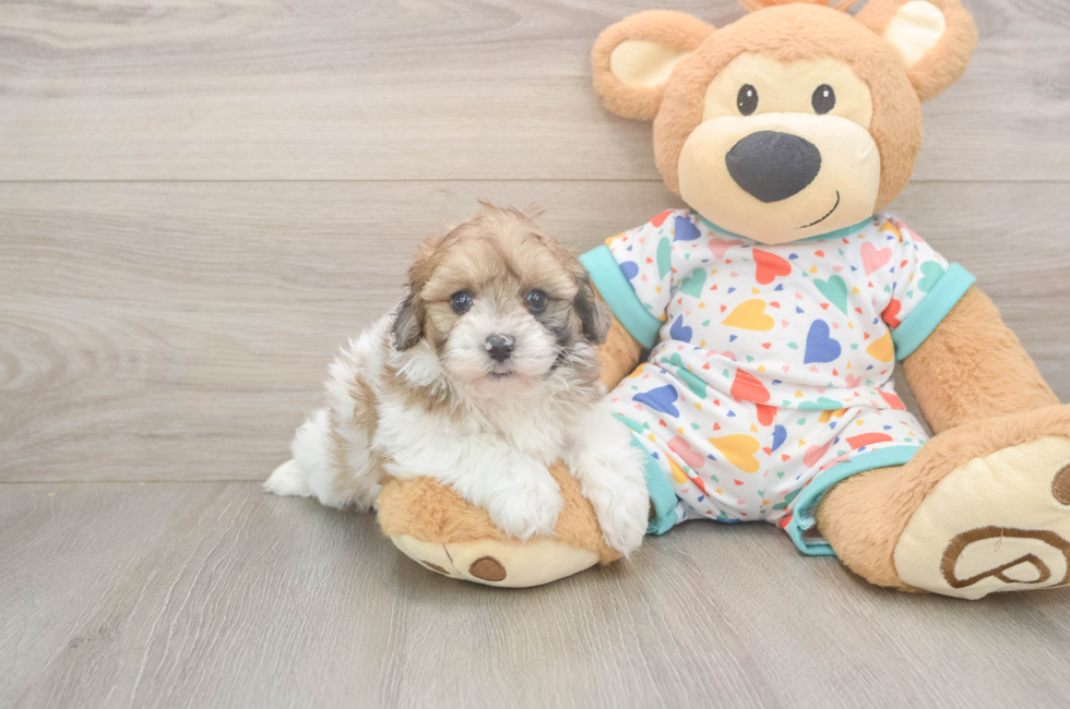 5 week old Havapoo Puppy For Sale - Florida Fur Babies