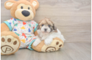 Best Havapoo Baby