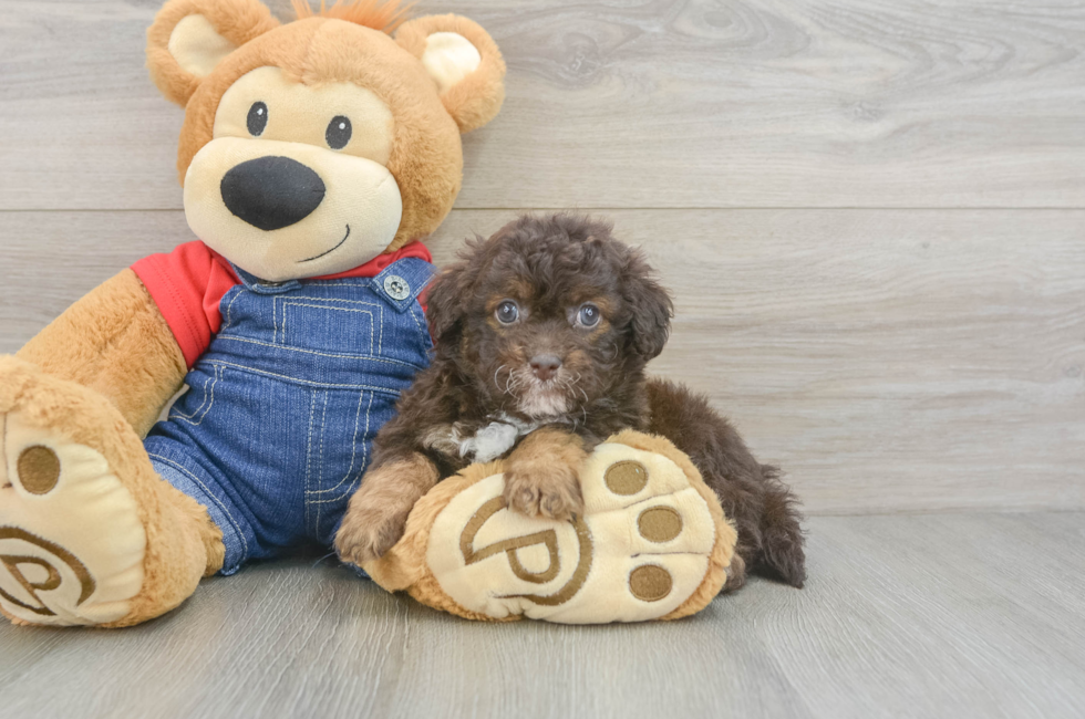 6 week old Havapoo Puppy For Sale - Florida Fur Babies