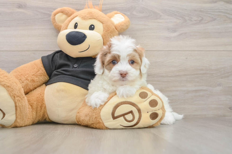 Friendly Havapoo Baby