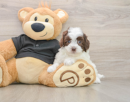 8 week old Havapoo Puppy For Sale - Florida Fur Babies