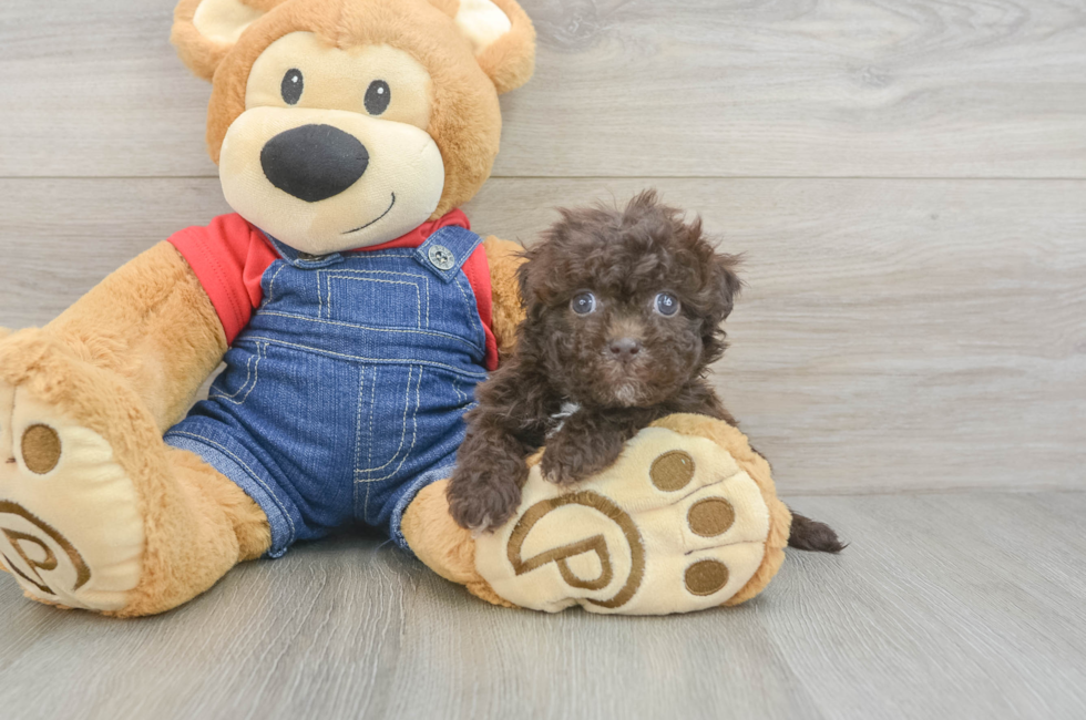 6 week old Havapoo Puppy For Sale - Florida Fur Babies