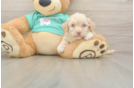 Playful Havadoodle Poodle Mix Puppy