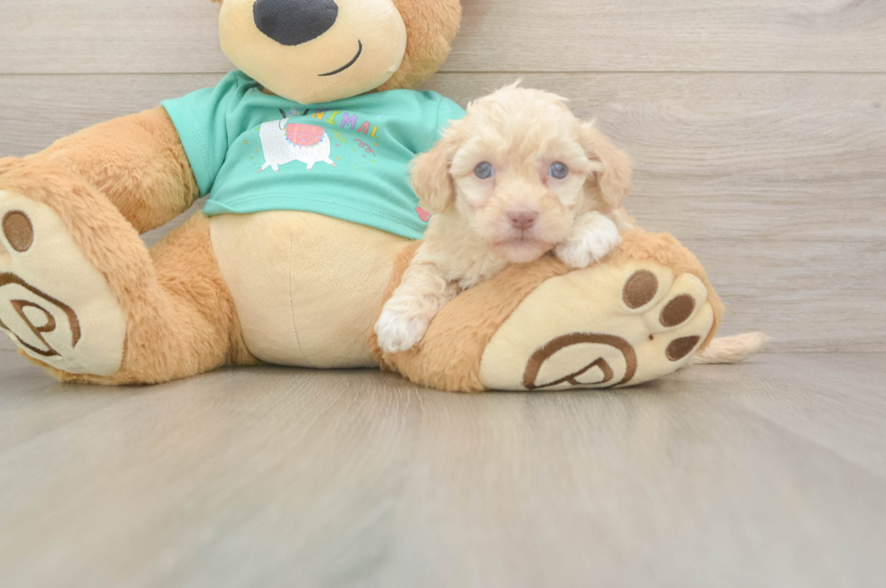5 week old Havapoo Puppy For Sale - Florida Fur Babies