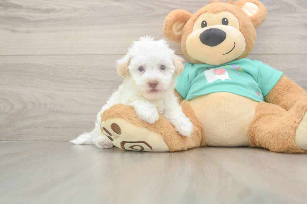5 week old Havapoo Puppy For Sale - Florida Fur Babies