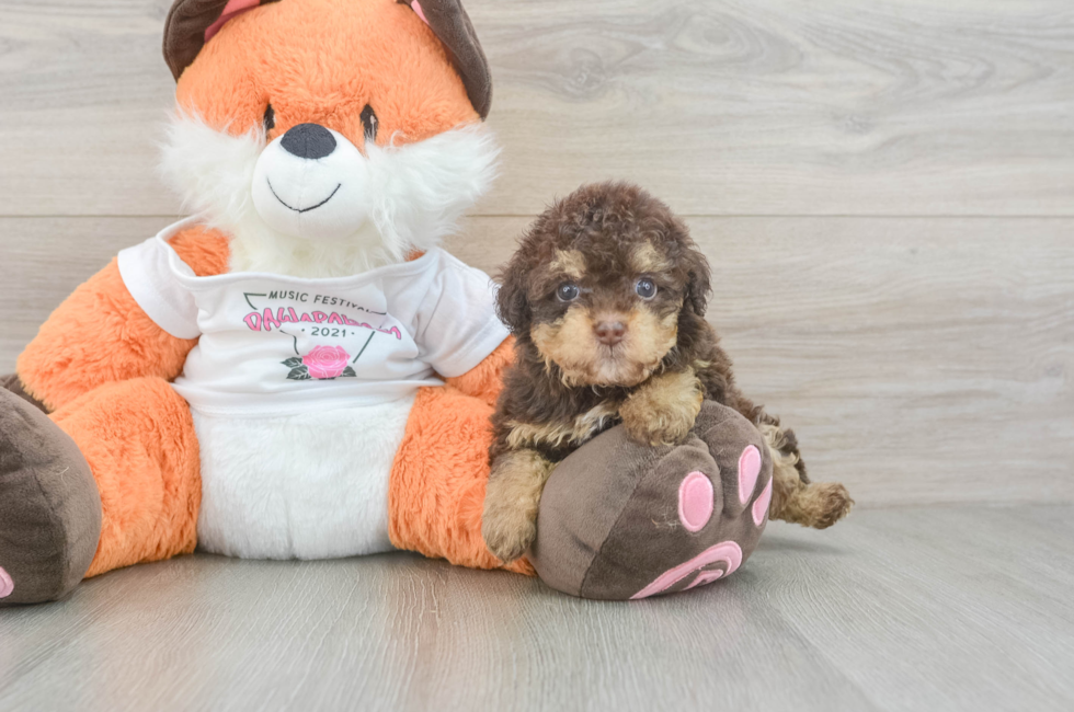 6 week old Havapoo Puppy For Sale - Florida Fur Babies