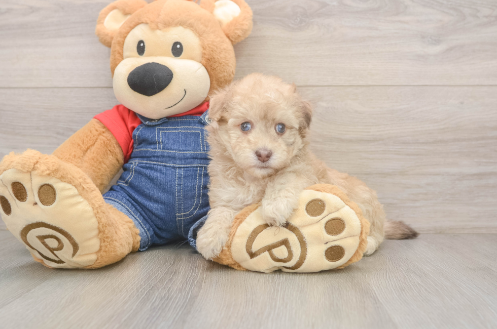 5 week old Havapoo Puppy For Sale - Florida Fur Babies