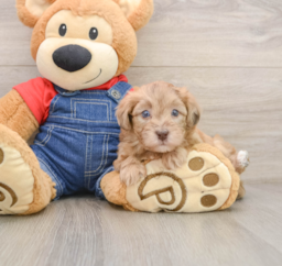 5 week old Havapoo Puppy For Sale - Florida Fur Babies