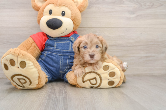 Little Havadoodle Poodle Mix Puppy