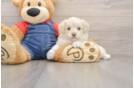 Adorable Havadoodle Poodle Mix Puppy