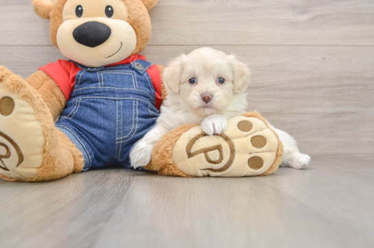 Adorable Havadoodle Poodle Mix Puppy