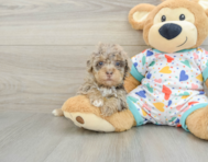8 week old Havapoo Puppy For Sale - Florida Fur Babies
