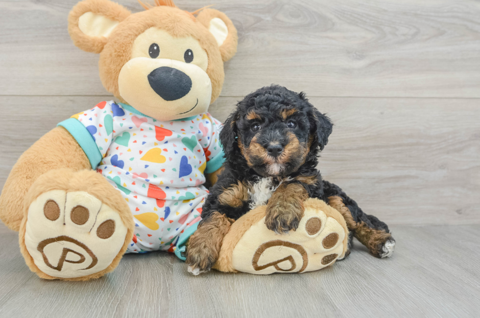 5 week old Havapoo Puppy For Sale - Florida Fur Babies