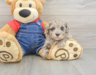 8 week old Havapoo Puppy For Sale - Florida Fur Babies