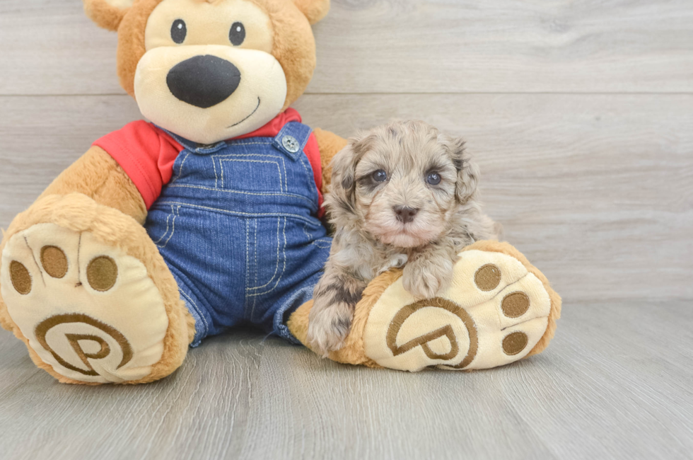 5 week old Havapoo Puppy For Sale - Florida Fur Babies