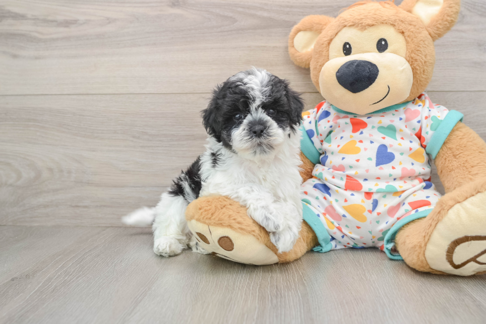 Adorable Havadoodle Poodle Mix Puppy