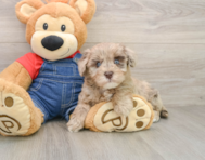 8 week old Havapoo Puppy For Sale - Florida Fur Babies