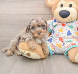 7 week old Havapoo Puppy For Sale - Florida Fur Babies