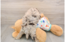 Best Havapoo Baby