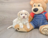 7 week old Havapoo Puppy For Sale - Florida Fur Babies