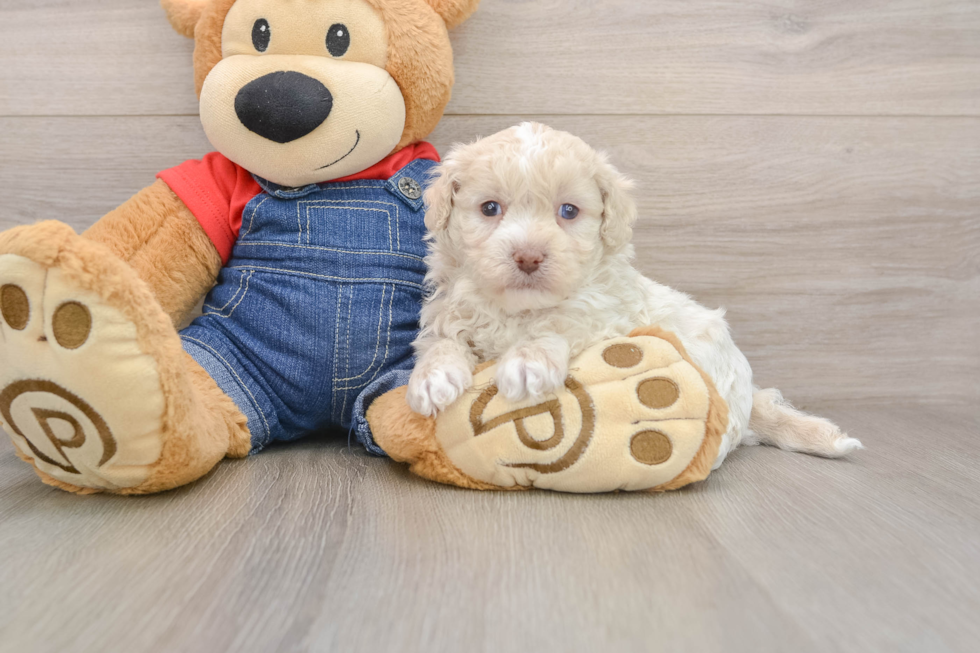 Playful Havadoodle Poodle Mix Puppy
