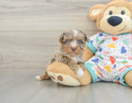 8 week old Havapoo Puppy For Sale - Florida Fur Babies