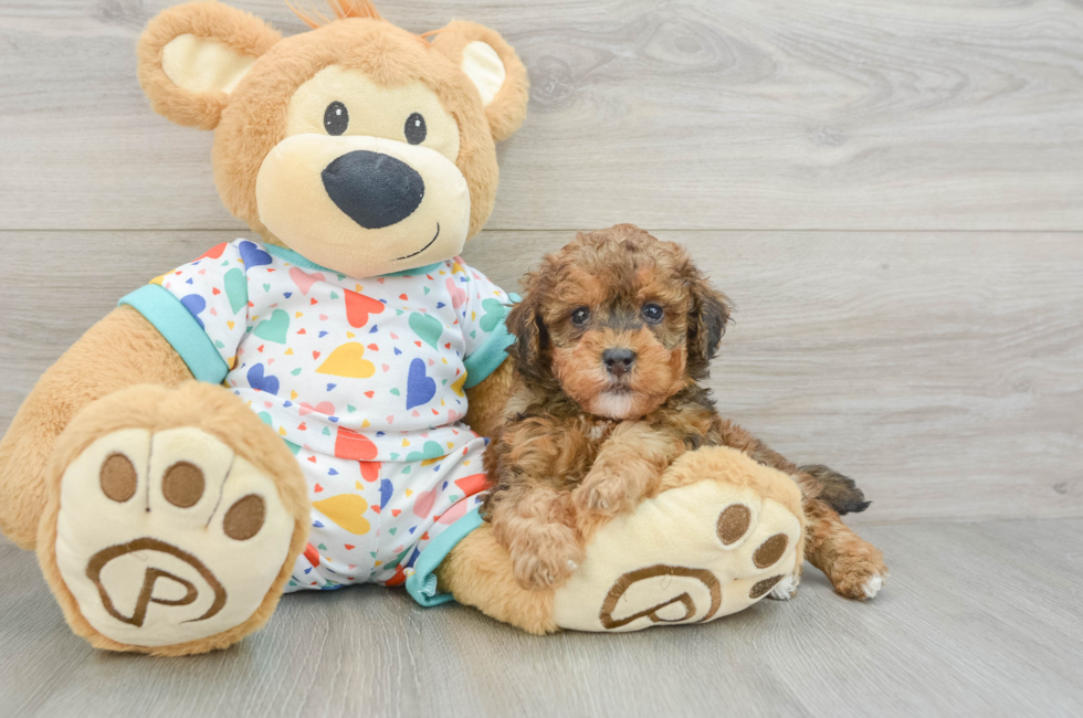 5 week old Havapoo Puppy For Sale - Florida Fur Babies