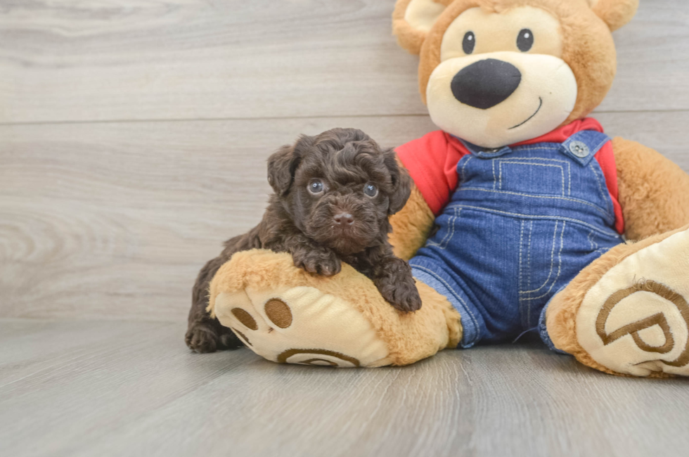 5 week old Havapoo Puppy For Sale - Florida Fur Babies