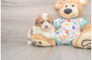 Cute Havapoo Baby