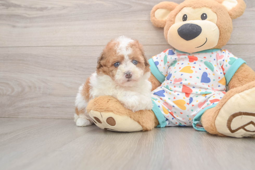 Cute Havapoo Baby