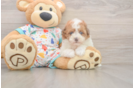 Funny Havapoo Poodle Mix Pup