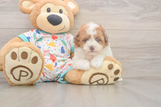 Funny Havapoo Poodle Mix Pup