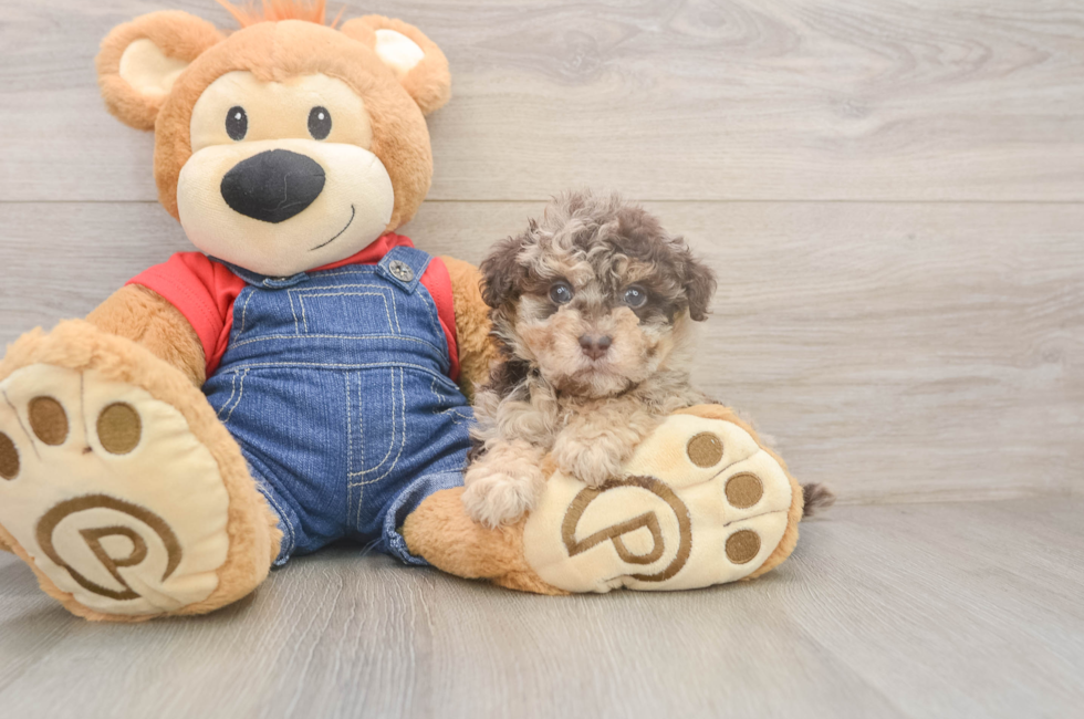 5 week old Havapoo Puppy For Sale - Florida Fur Babies