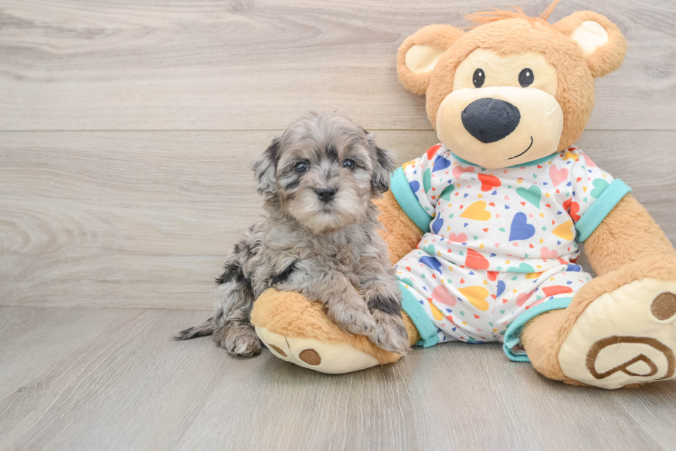 Smart Havapoo Poodle Mix Pup