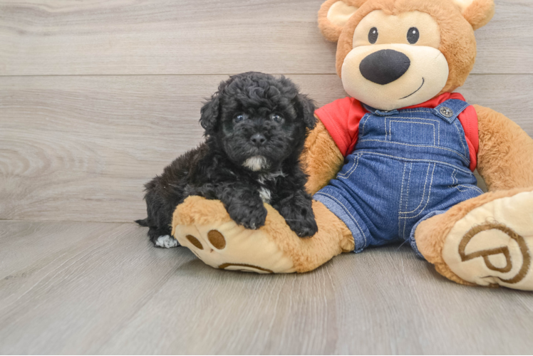 Havapoo Puppy for Adoption