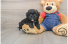 Havapoo Puppy for Adoption