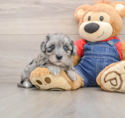 5 week old Havapoo Puppy For Sale - Florida Fur Babies