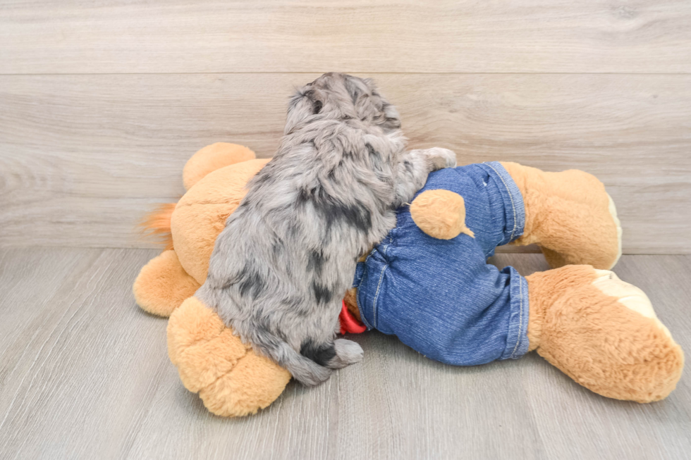 Havapoo Pup Being Cute