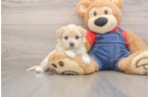 Hypoallergenic Havadoodle Poodle Mix Puppy