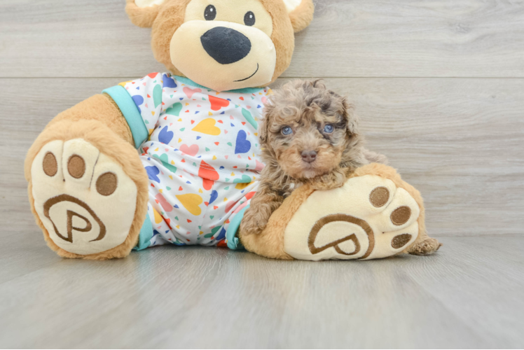 Havapoo Puppy for Adoption
