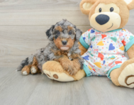 7 week old Havapoo Puppy For Sale - Florida Fur Babies