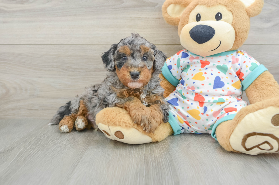 5 week old Havapoo Puppy For Sale - Florida Fur Babies