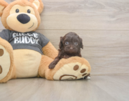 7 week old Havapoo Puppy For Sale - Florida Fur Babies