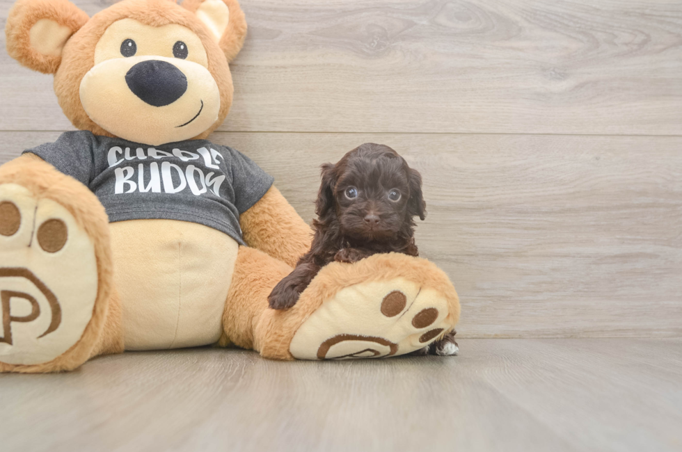 5 week old Havapoo Puppy For Sale - Florida Fur Babies