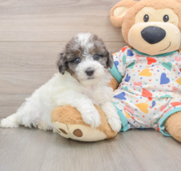 7 week old Havapoo Puppy For Sale - Florida Fur Babies