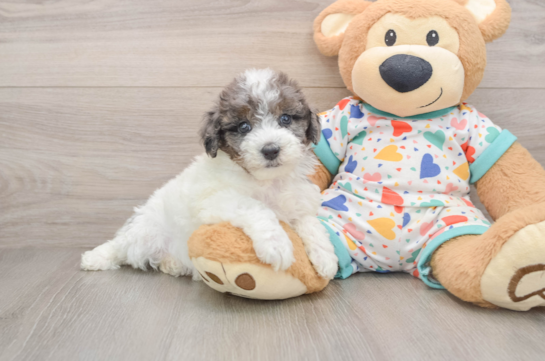Adorable Havadoodle Poodle Mix Puppy