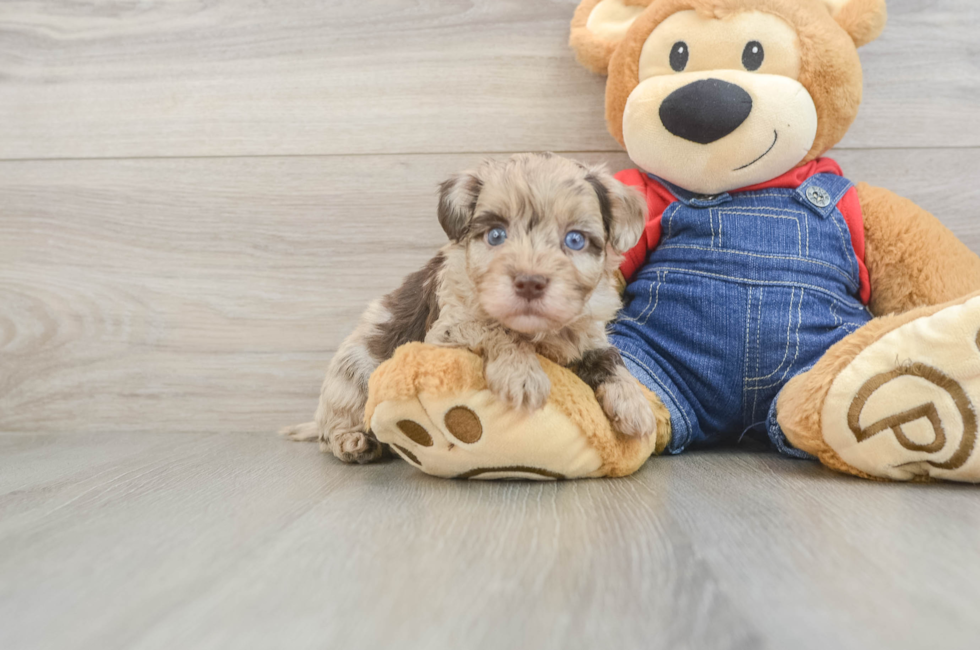 5 week old Havapoo Puppy For Sale - Florida Fur Babies