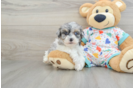 Adorable Havadoodle Poodle Mix Puppy