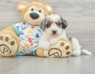 8 week old Havapoo Puppy For Sale - Florida Fur Babies