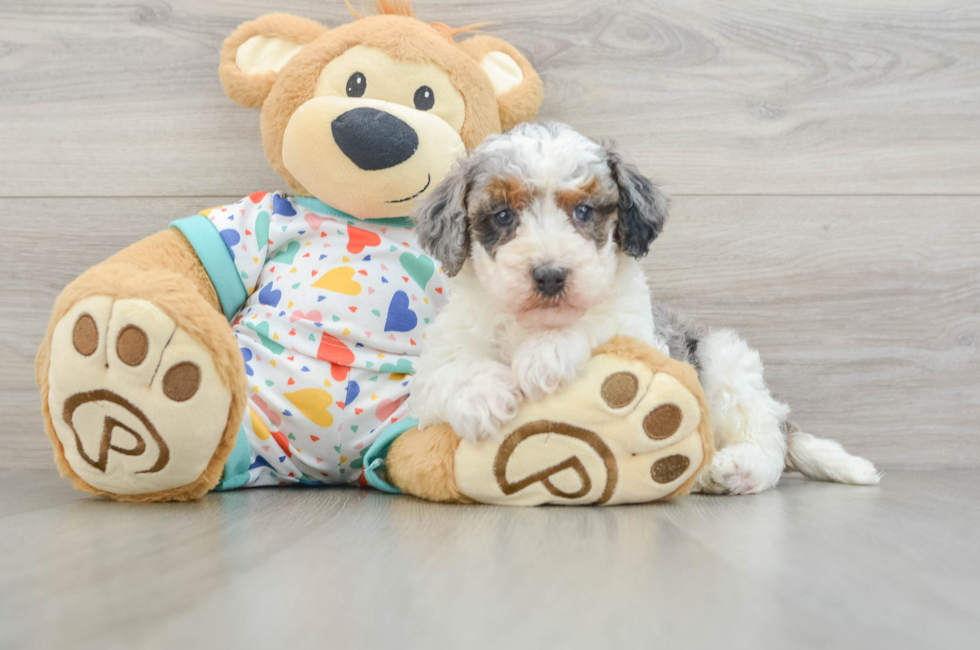 5 week old Havapoo Puppy For Sale - Florida Fur Babies